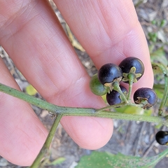 Solanum nigrum