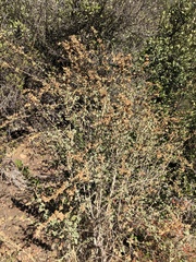 Malacothamnus fasciculatus