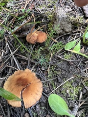 Laccaria bicolor