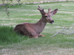 Odocoileus hemionus hemionus