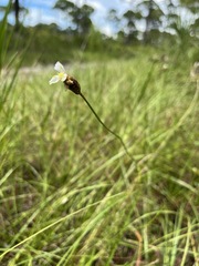 Xyris caroliniana