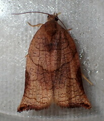 Archips podana