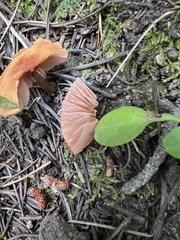 Laccaria bicolor