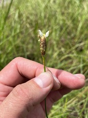 Xyris caroliniana