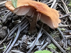 Laccaria bicolor