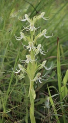 Habenaria quinqueseta