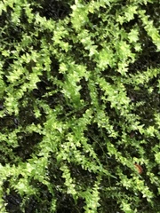 Plagiomnium cuspidatum