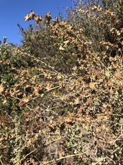 Malacothamnus fasciculatus