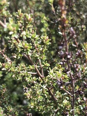 Pultenaea