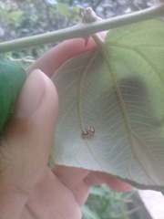 Psyllobora confluens