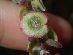 Maireana trichoptera