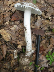 Amidella