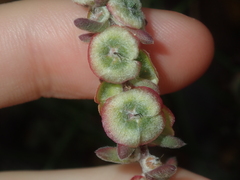 Maireana trichoptera