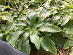Plantago lanceolata