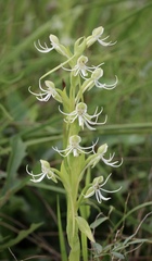 Habenaria quinqueseta