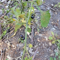 Solanum nigrum
