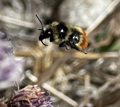 Bombus centralis