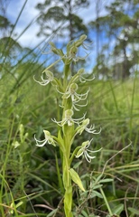 Habenaria quinqueseta