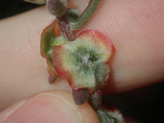 Maireana trichoptera