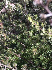 Pultenaea