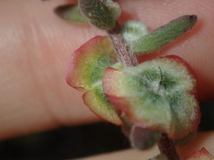 Maireana trichoptera