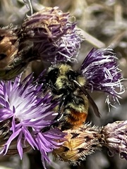Bombus centralis