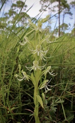 Habenaria quinqueseta