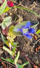 Gentianeae