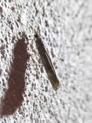 Elasmopalpus lignosella