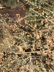 Malacothamnus fasciculatus