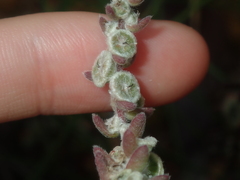 Maireana trichoptera