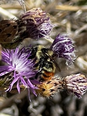 Bombus centralis