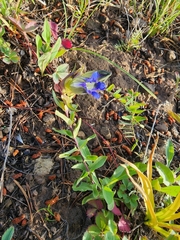 Gentianeae