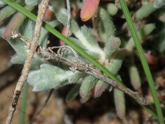 Maireana trichoptera