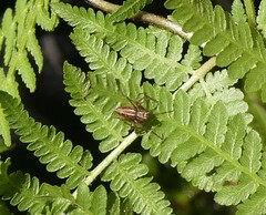 Oxyopes gracilipes