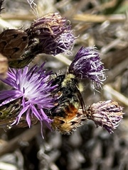 Bombus centralis