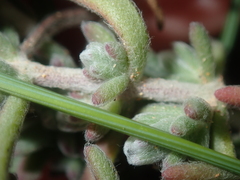 Maireana trichoptera