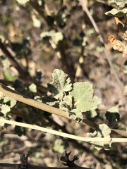 Malacothamnus fasciculatus