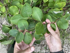 Lonicera reticulata