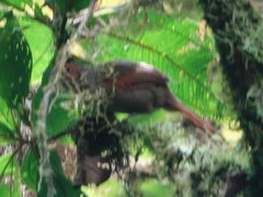 Cranioleuca erythrops