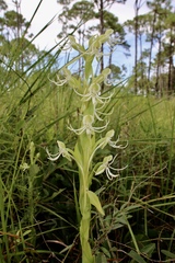 Habenaria quinqueseta
