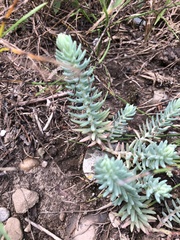 Petrosedum rupestre