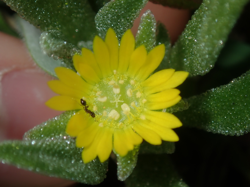 Cleretum papulosum (Cleretum papulosum)