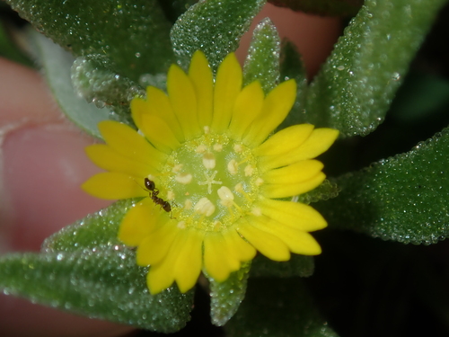 Cleretum papulosum (Cleretum papulosum)