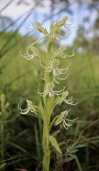 Habenaria quinqueseta