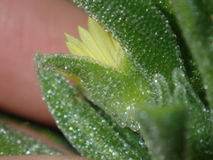 Cleretum papulosum