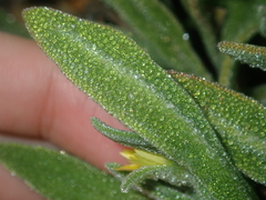 Cleretum papulosum