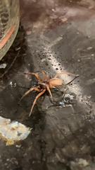 Trachelas tranquillus