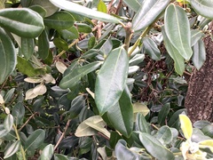 Elaeagnus reflexa