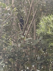 Prosthemadera novaeseelandiae novaeseelandiae